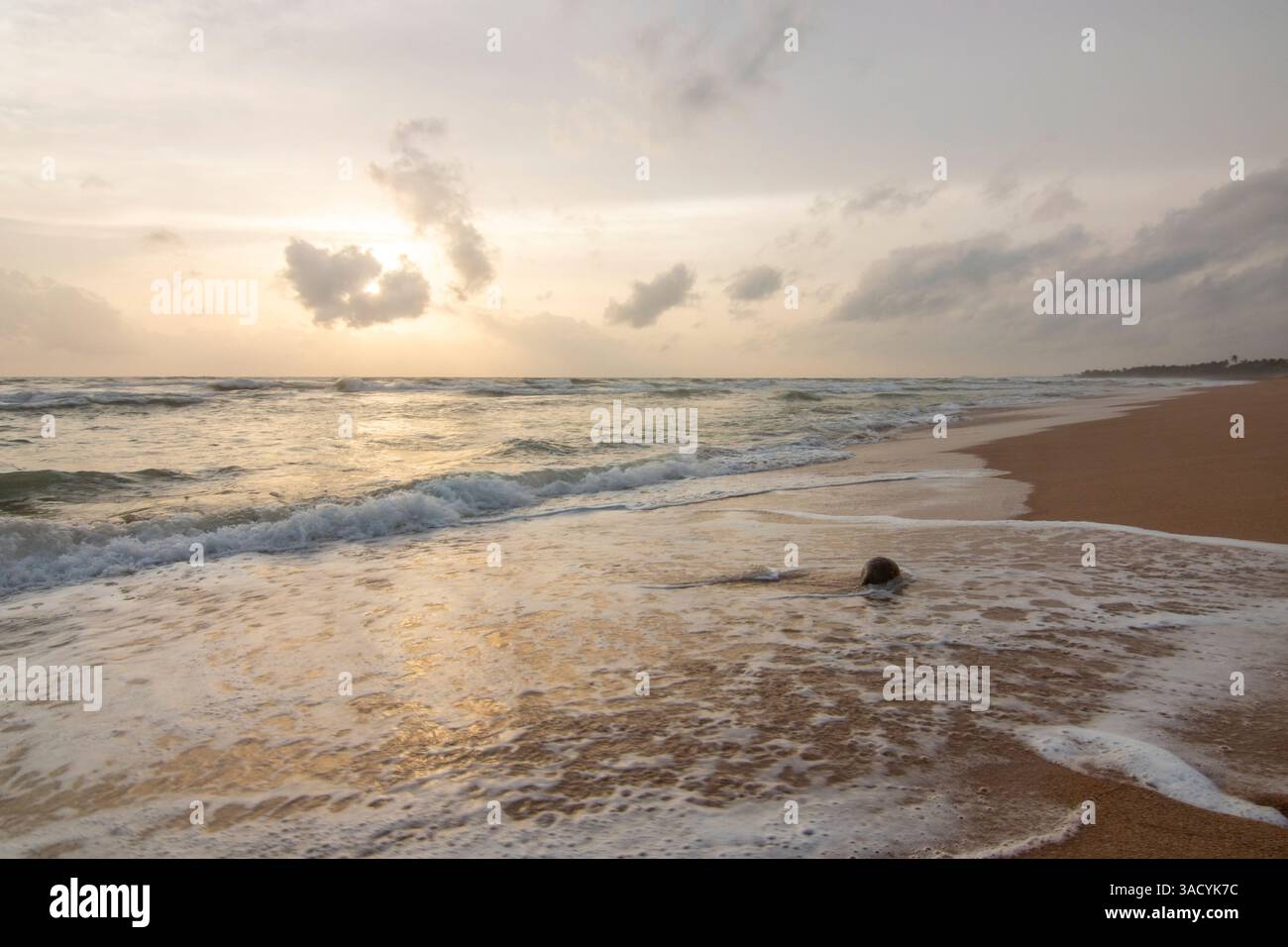 Paesaggio in riva al mare, lunga spiaggia deserta con vista sull'acqua fino all'orizzonte. Le onde di una tempesta si infrangono nella sabbia e danno un tocco speciale all'immagine al tramonto. Bentota, Sri Lanka, Asia Foto Stock