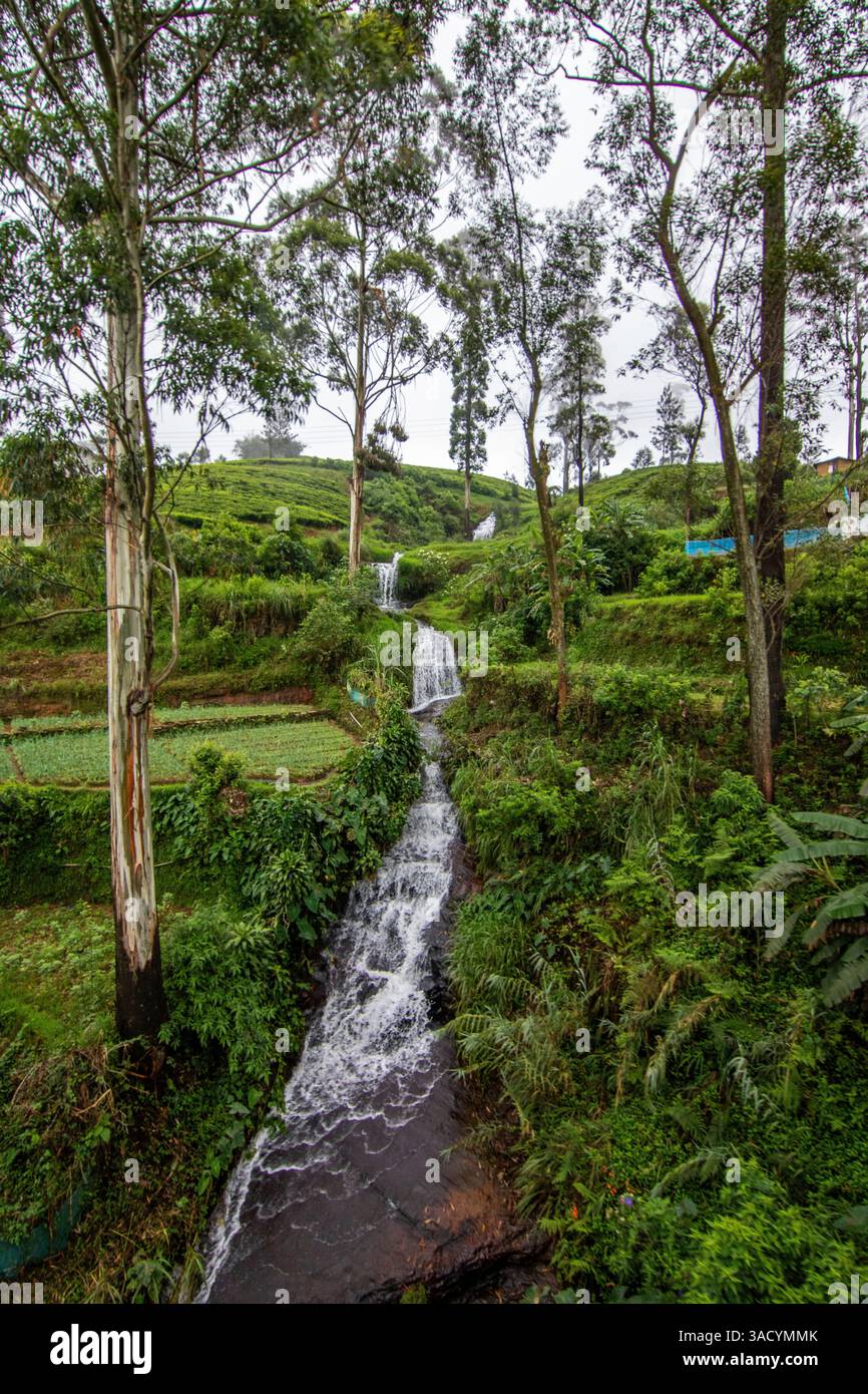 Le cascate negli altipiani, la giungla, i campi e le piantagioni di tè caratterizzano l'immagine di questa regione. Paesaggio verde, circondato da nuvole tra Kandy e Nuwara Eliya, Sri Lanka, Asia Foto Stock