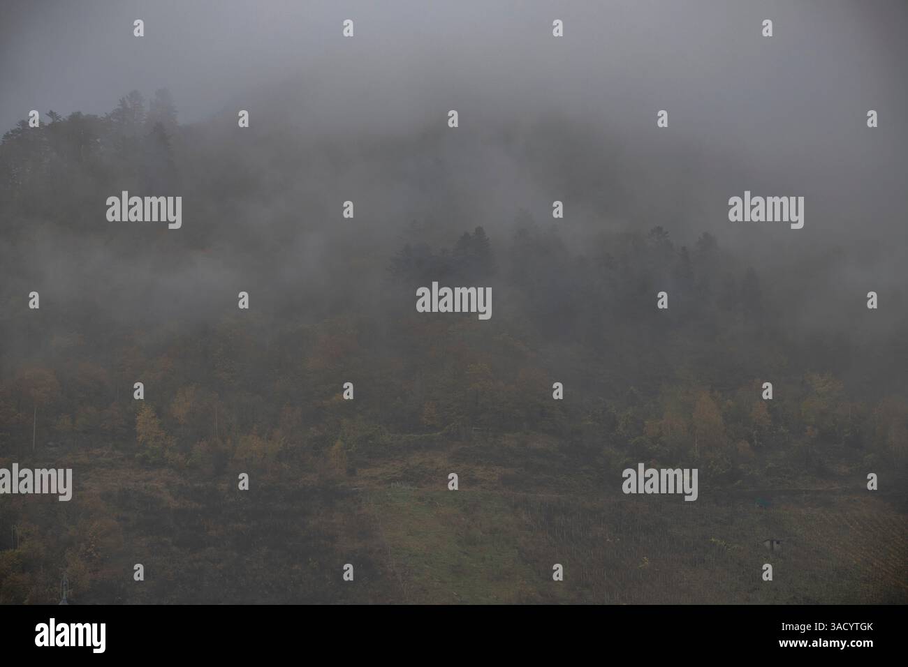 Paesaggio girato in autunno, una città si snoda tra un fiume e i vigneti autunnali nella nebbia, un castello si erge sulla collina. Zell (Mosel), Hunsrück, Renania-Palatinato, Germania Foto Stock