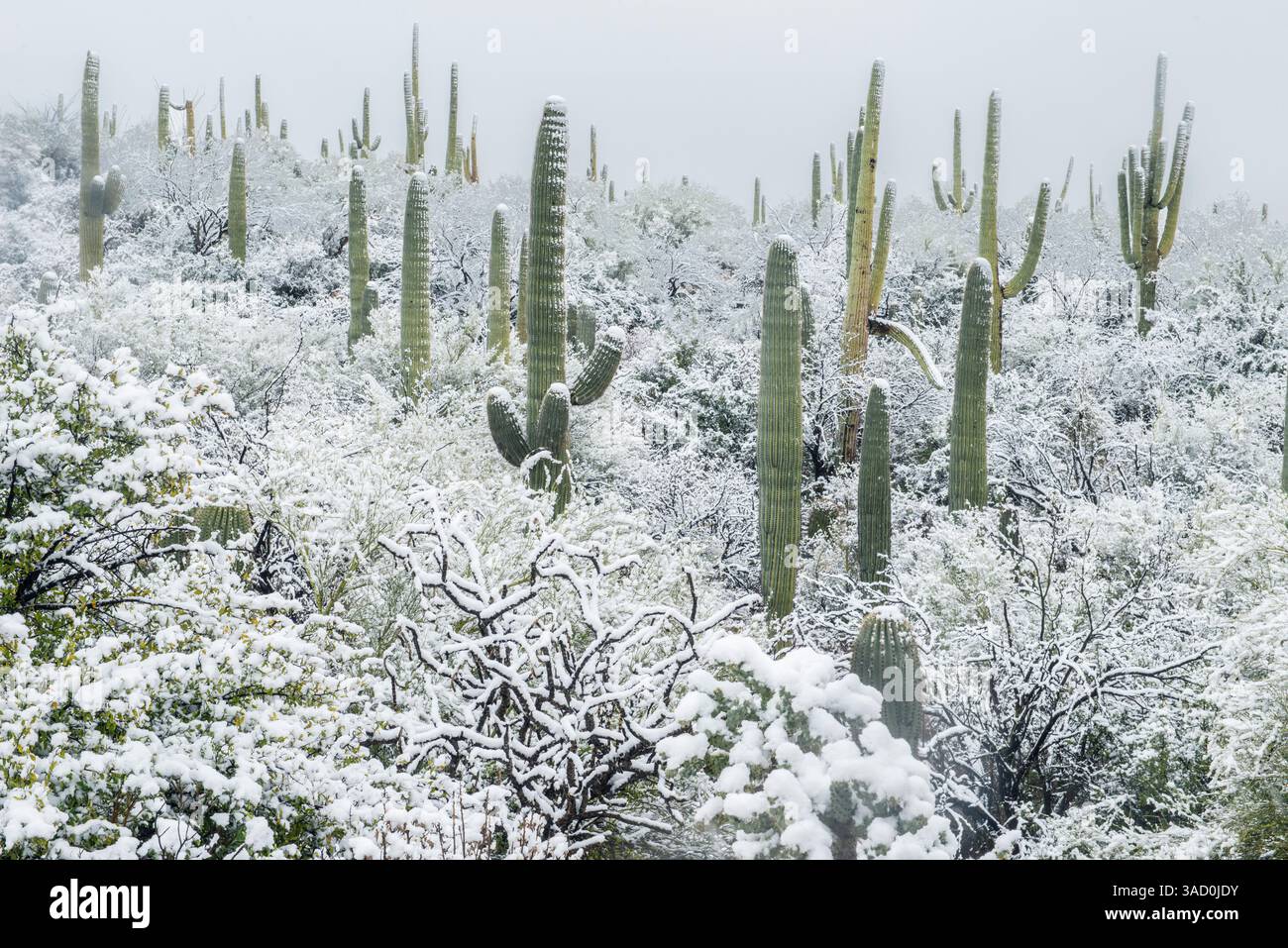 Arizona, Pima County. Deserto di Sonora con neve Foto Stock