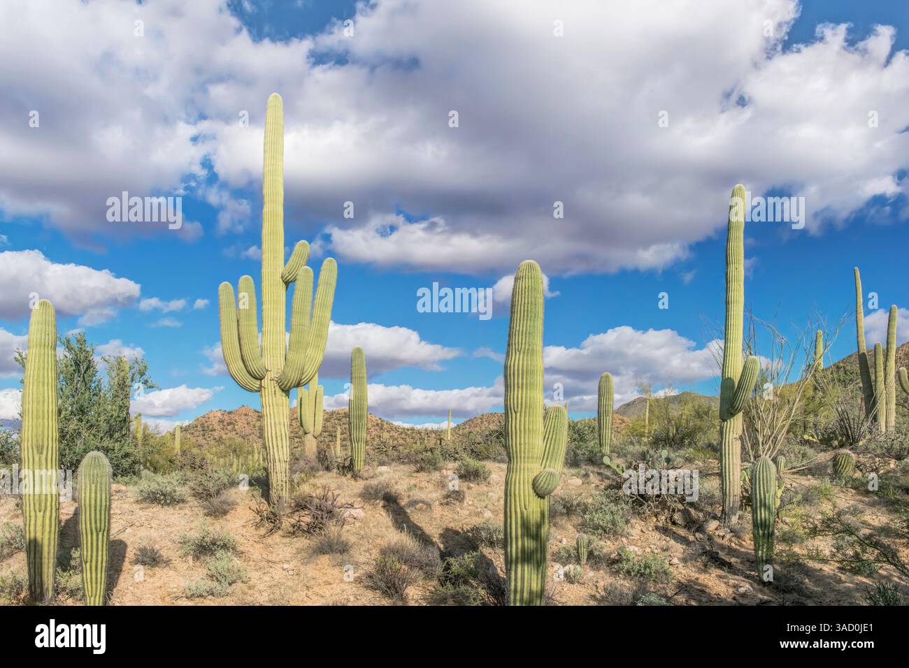 Arizona, Saguaro National Park. Deserto di Sonora Foto Stock