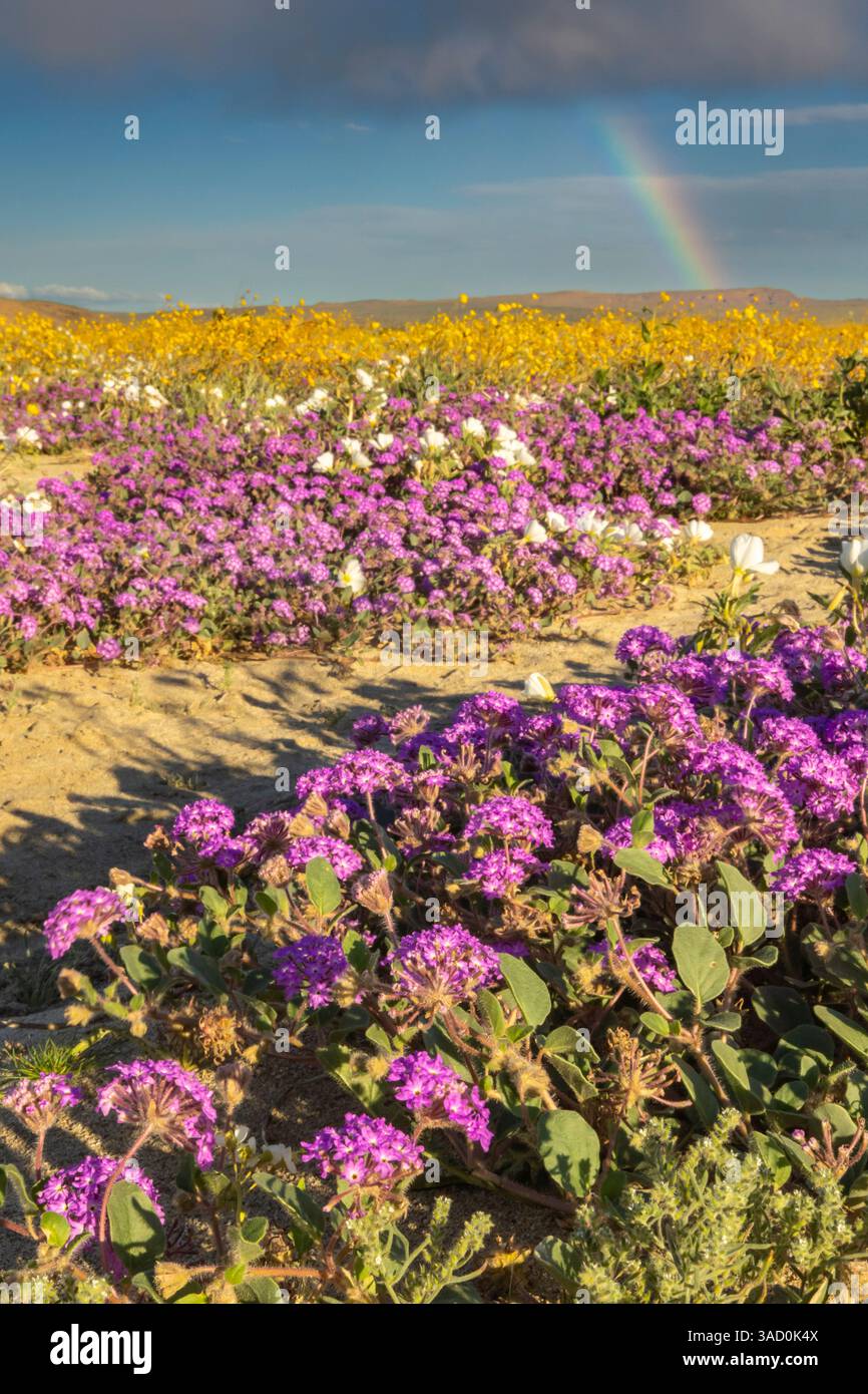 USA, California, Anza Borrego Desert State Park. Fiori del deserto in fiore. ©Cathy & Gordon Illg / Jaynes Gallery / DanitaDelimont.com Foto Stock