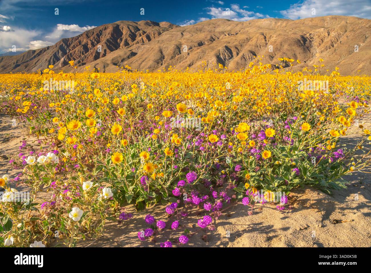 USA, California, Anza Borrego Desert State Park. Fiori del deserto in fiore. ©Cathy & Gordon Illg / Jaynes Gallery / DanitaDelimont.com Foto Stock