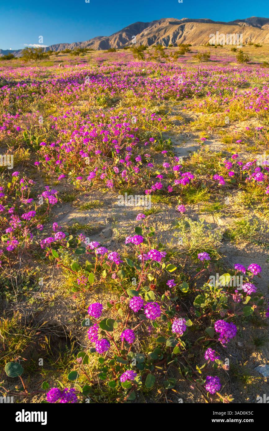 USA, California, Anza Borrego Desert State Park. Fiori di verbena in fiore. ©Cathy & Gordon Illg / Jaynes Gallery / DanitaDelimont.com Foto Stock
