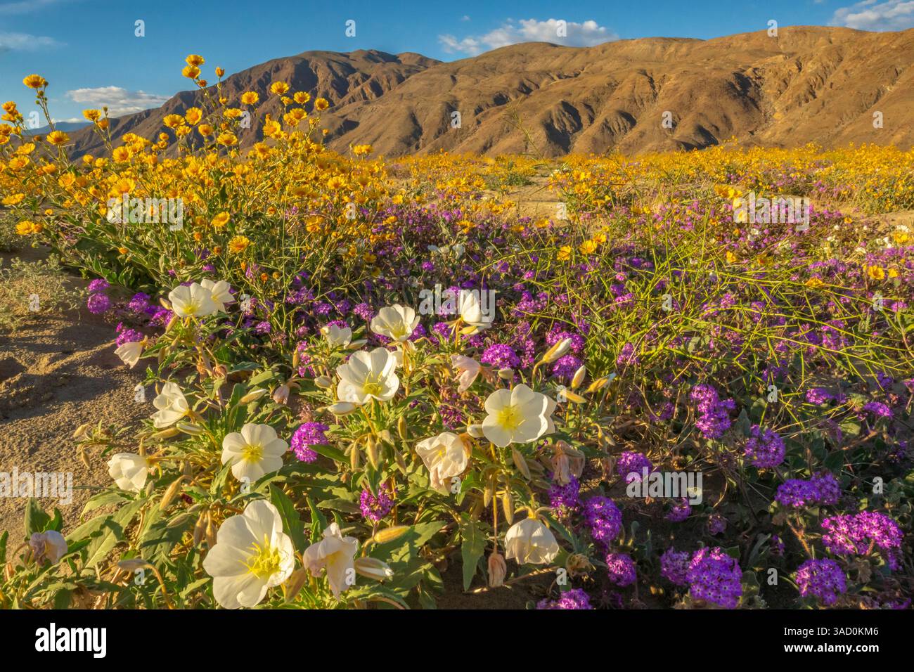 USA, California, Anza Borrego Desert State Park. Fiori del deserto in fiore. ©Cathy & Gordon Illg / Jaynes Gallery / DanitaDelimont.com Foto Stock