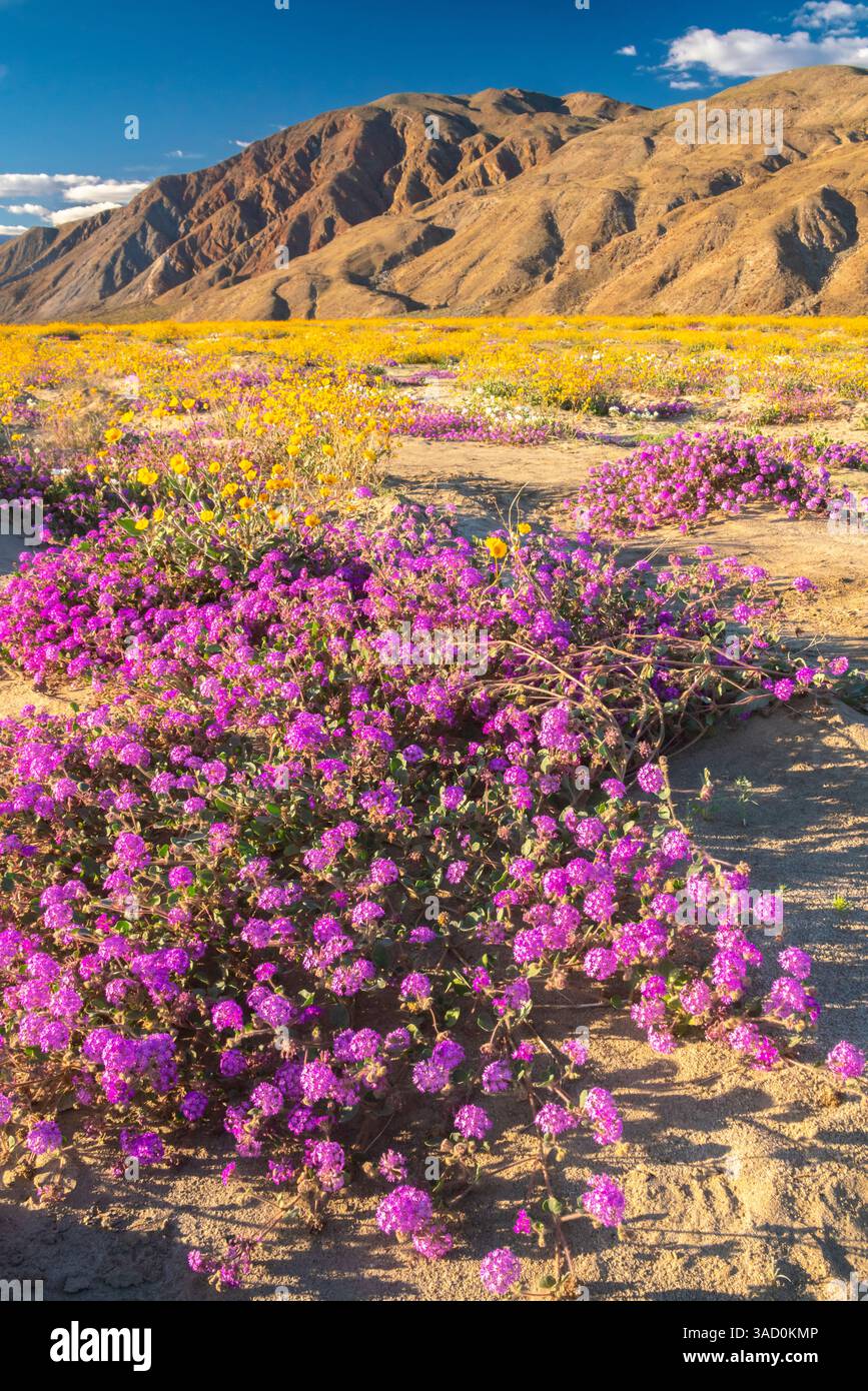 USA, California, Anza Borrego Desert State Park. Verbena fiorita e fiori di campi d'oro. ©Cathy & Gordon Illg / Jaynes Gallery / DanitaDelimont.com Foto Stock