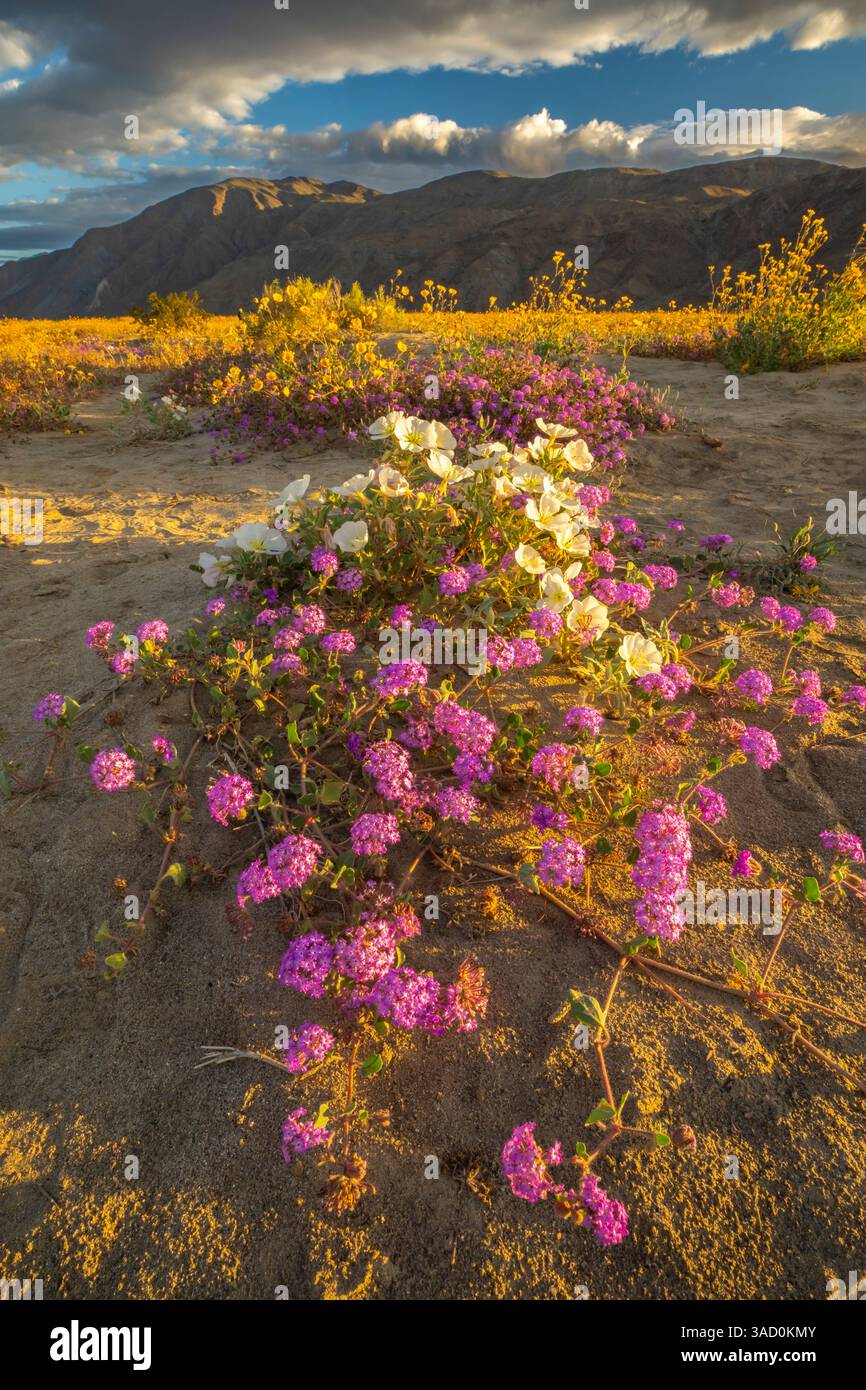 USA, California, Anza Borrego Desert State Park. Fiori del deserto in fiore. ©Cathy & Gordon Illg / Jaynes Gallery / DanitaDelimont.com Foto Stock