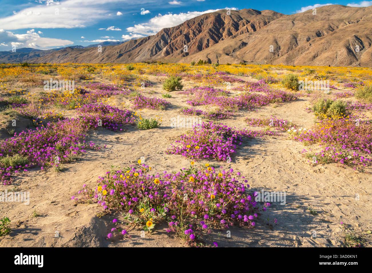 USA, California, Anza Borrego Desert State Park. Verbena fiorita e fiori di campi d'oro. ©Cathy & Gordon Illg / Jaynes Gallery / DanitaDelimont.com Foto Stock