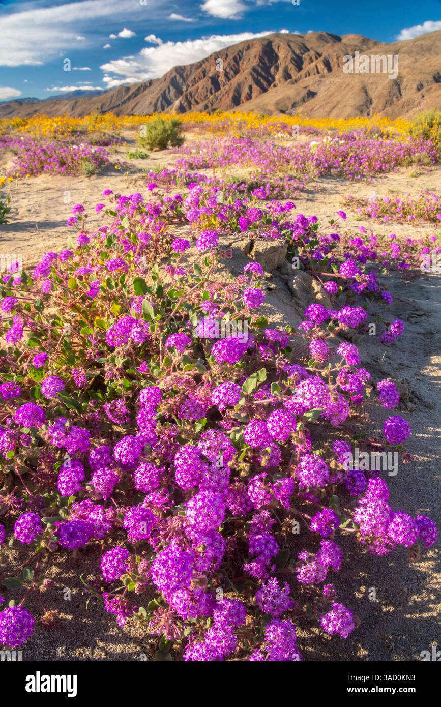 USA, California, Anza Borrego Desert State Park. Verbena fiorita e fiori di campi d'oro. ©Cathy & Gordon Illg / Jaynes Gallery / DanitaDelimont.com Foto Stock