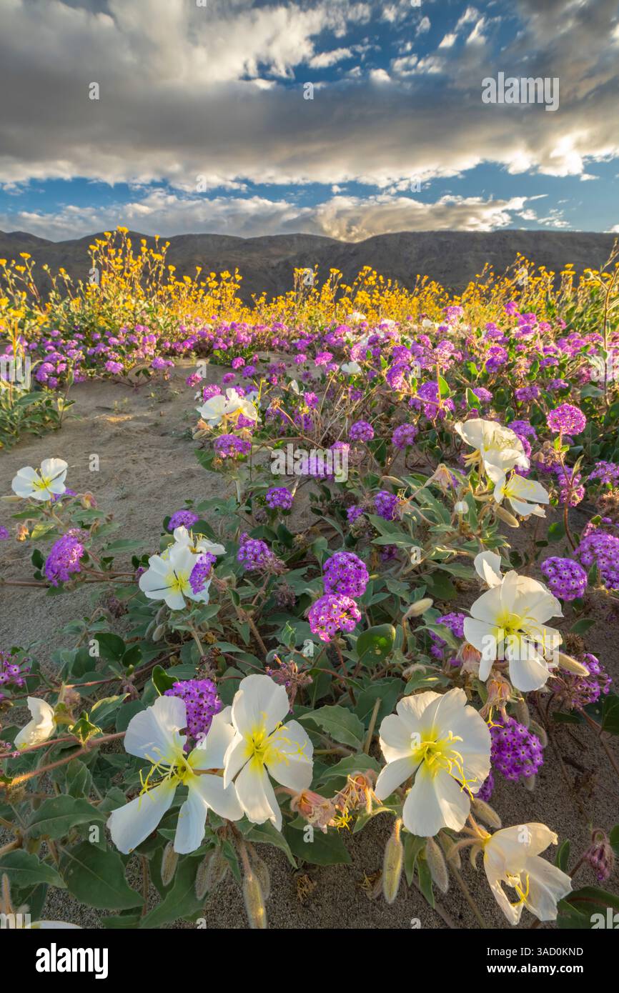 USA, California, Anza Borrego Desert State Park. Fiori del deserto in fiore. ©Cathy & Gordon Illg / Jaynes Gallery / DanitaDelimont.com Foto Stock