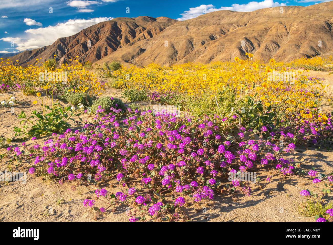 USA, California, Anza Borrego Desert State Park. Verbena fiorita e fiori di campi d'oro. ©Cathy & Gordon Illg / Jaynes Gallery / DanitaDelimont.com Foto Stock