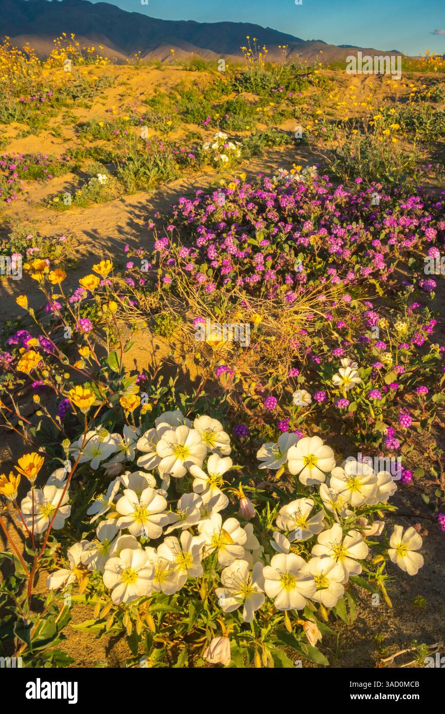 USA, California, Anza Borrego Desert State Park. Fiori del deserto in fiore. ©Cathy & Gordon Illg / Jaynes Gallery / DanitaDelimont.com Foto Stock