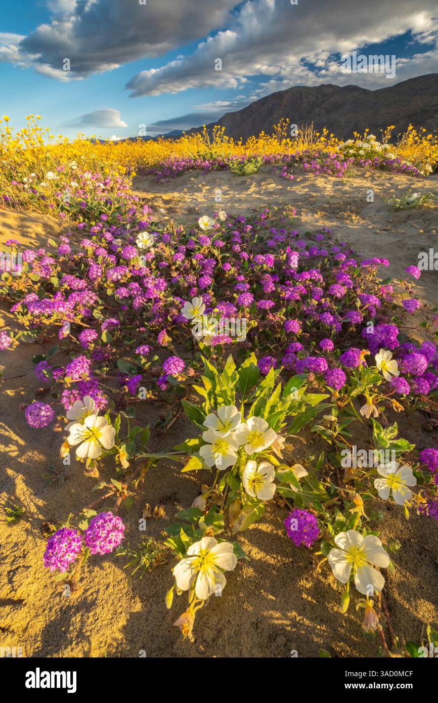 USA, California, Anza Borrego Desert State Park. Fiori del deserto in fiore. ©Cathy & Gordon Illg / Jaynes Gallery / DanitaDelimont.com Foto Stock