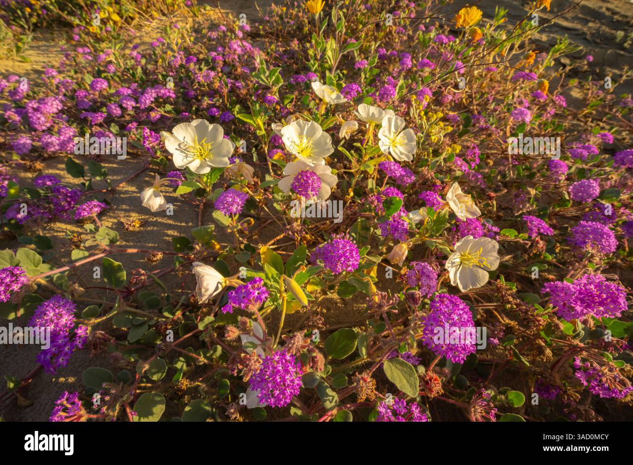 USA, California, Anza Borrego Desert State Park. Fiori del deserto in fiore. ©Cathy & Gordon Illg / Jaynes Gallery / DanitaDelimont.com Foto Stock