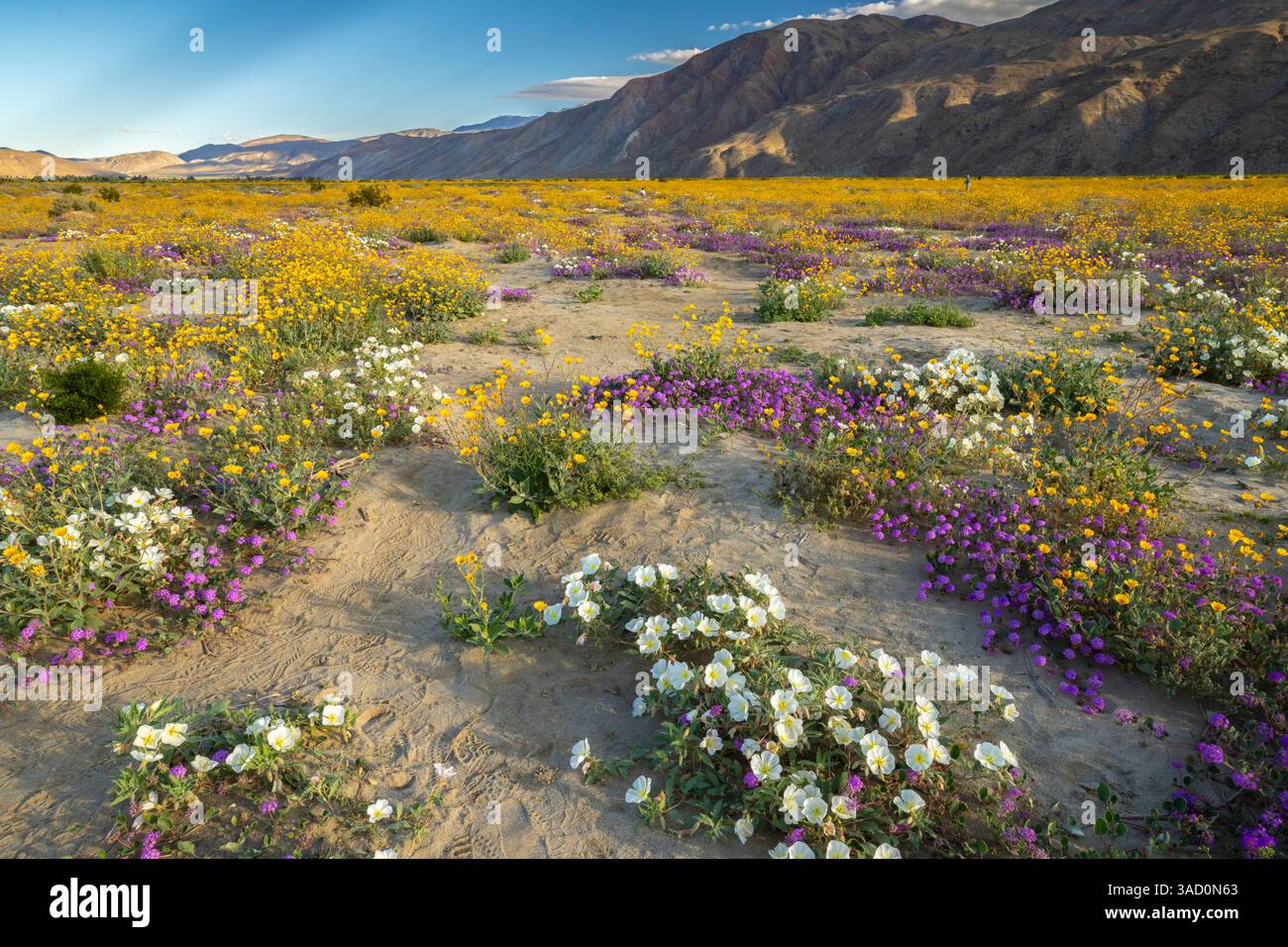 USA, California, Anza Borrego Desert State Park. Fiori del deserto in fiore. ©Cathy & Gordon Illg / Jaynes Gallery / DanitaDelimont.com Foto Stock