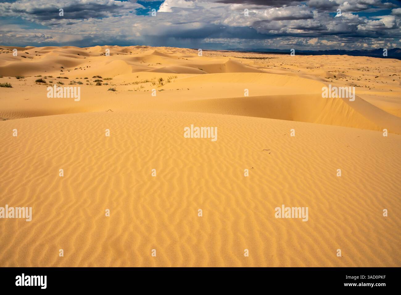 USA, California, Imperial Sand Dunes Recreation area. Increspature di dune di sabbia. ©Cathy & Gordon Illg / Jaynes Gallery / DanitaDelimont.com Foto Stock
