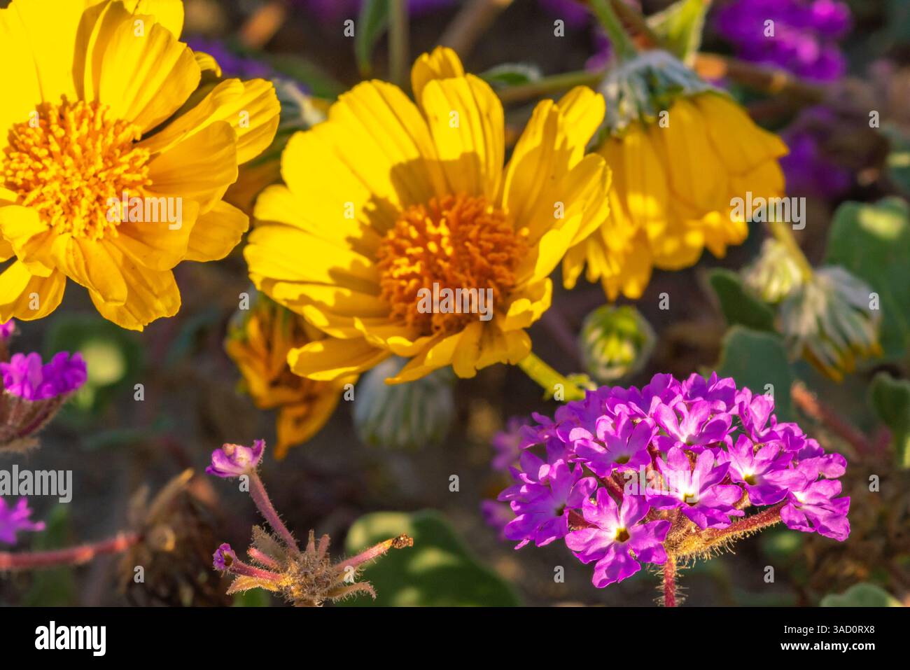 USA, California, Anza Borrego Desert State Park. La verbena e i campi d'oro fioriscono da vicino. ©Cathy & Gordon Illg / Jaynes Gallery / DanitaDelimont.com Foto Stock