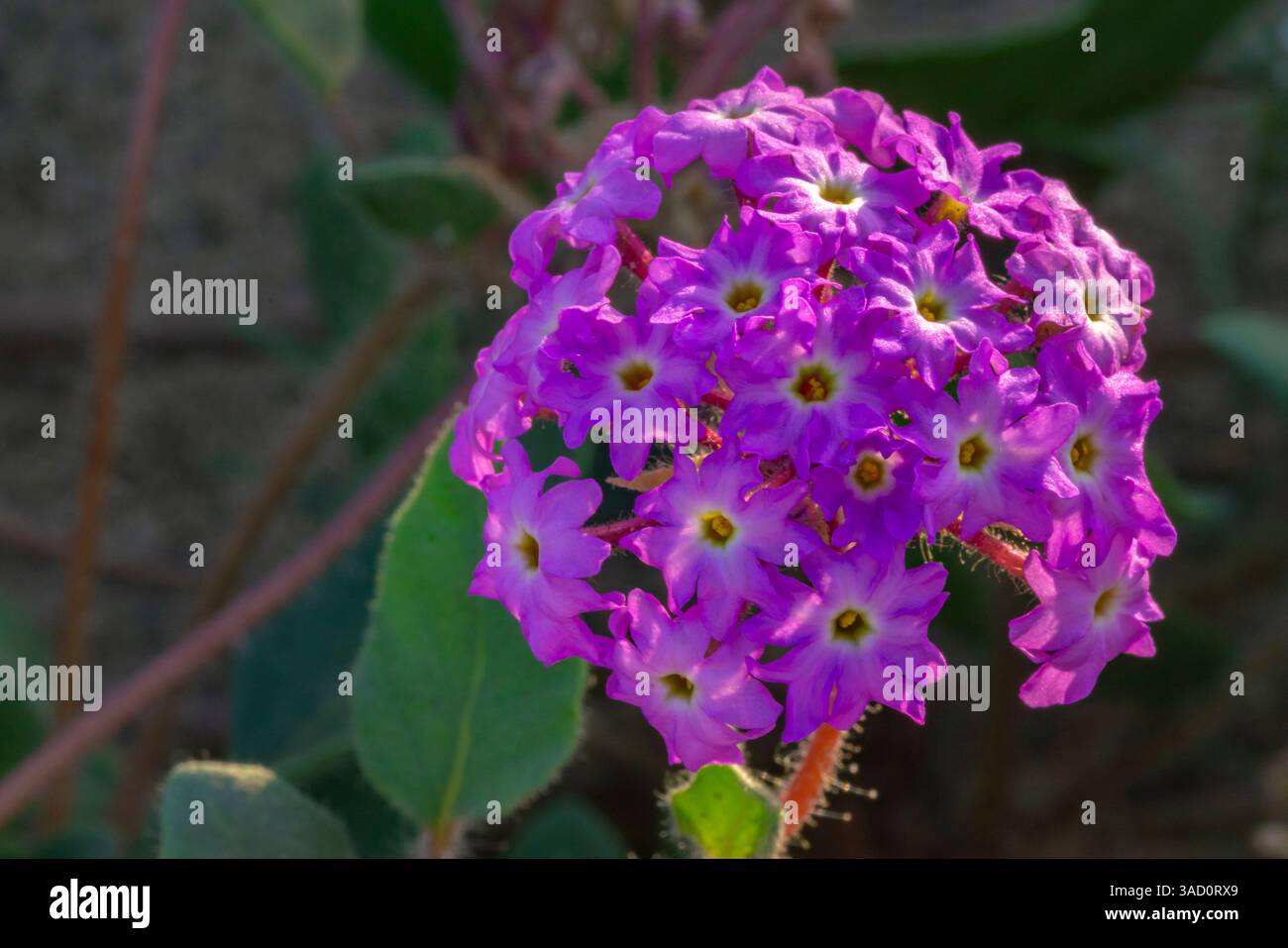USA, California, Anza Borrego Desert State Park. Primo piano di Verbena fioritura. ©Cathy & Gordon Illg / Jaynes Gallery / DanitaDelimont.com Foto Stock