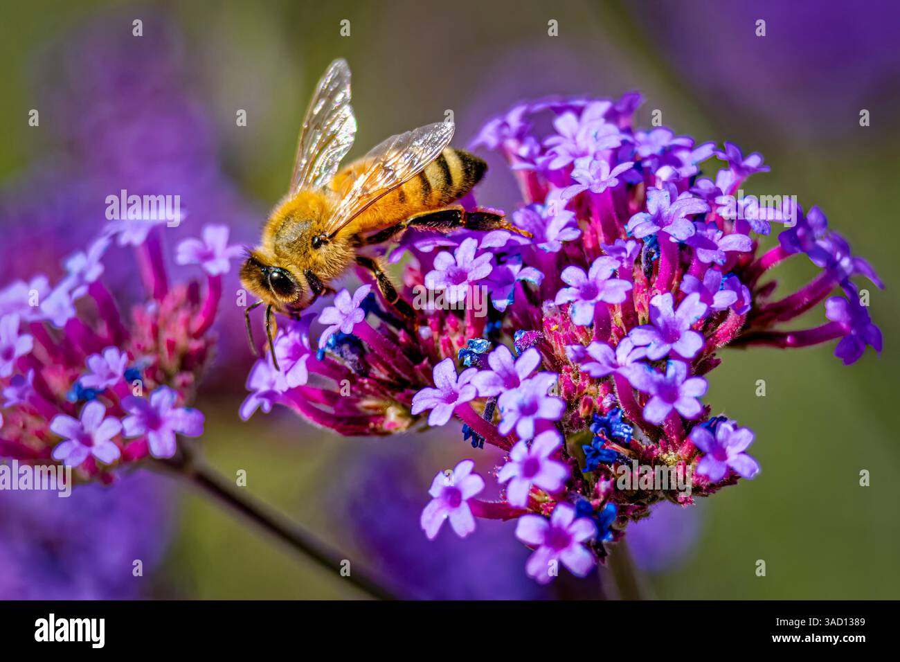 USA, Colorado, Fort Collins. Ape miele su fiori di verbena. Credito come Fred Lord / Jaynes Gallery / DanitaDelimont.com Foto Stock