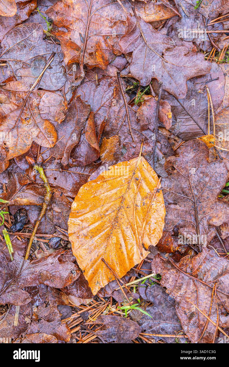 Sfondo naturale, foglia, colori autunnali Foto Stock