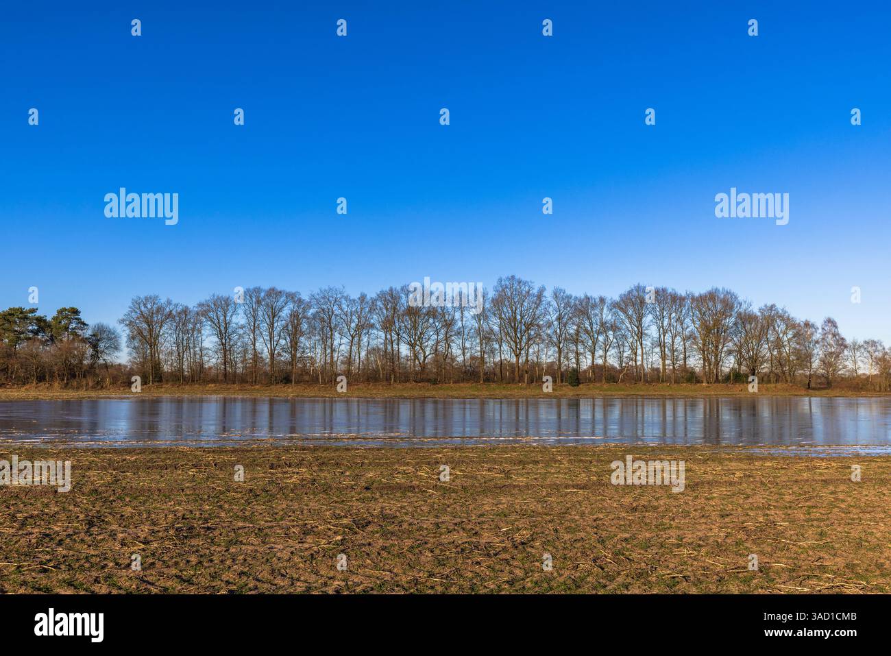 Prato, alberi, zona rurale Foto Stock