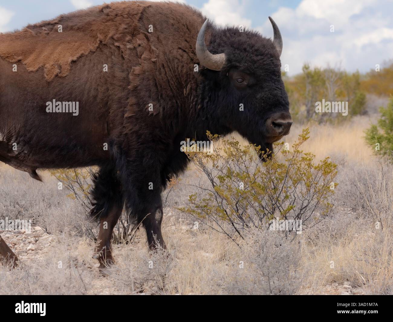 Toro di bufalo al Ladder Ranch allevato per manzo, proprietà Ted Turner nel New Mexico Foto Stock
