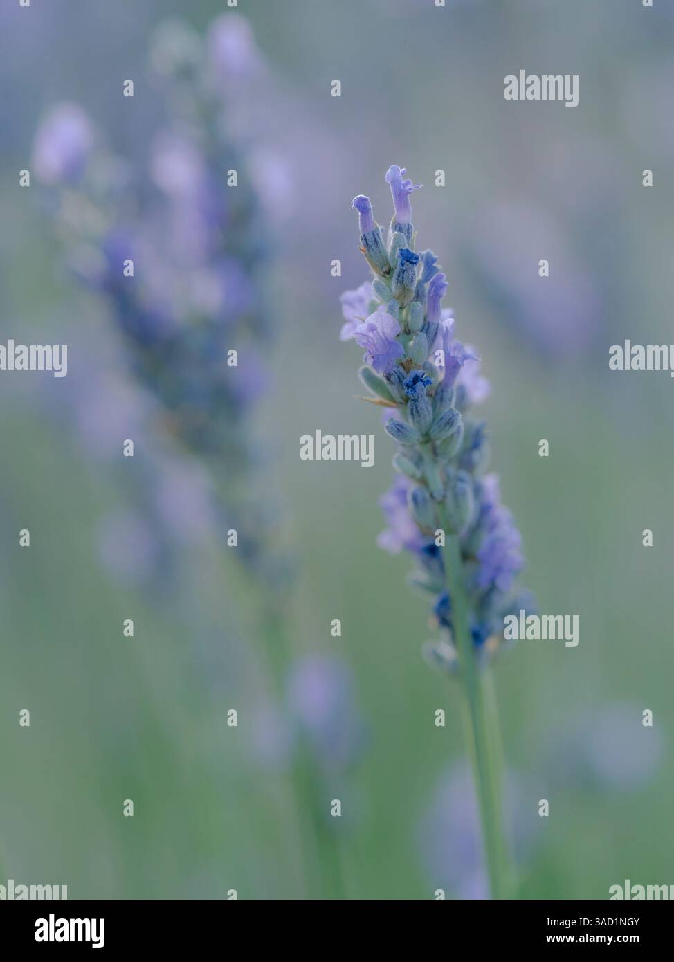Lavanda inglese, Garden, New Mexico Foto Stock