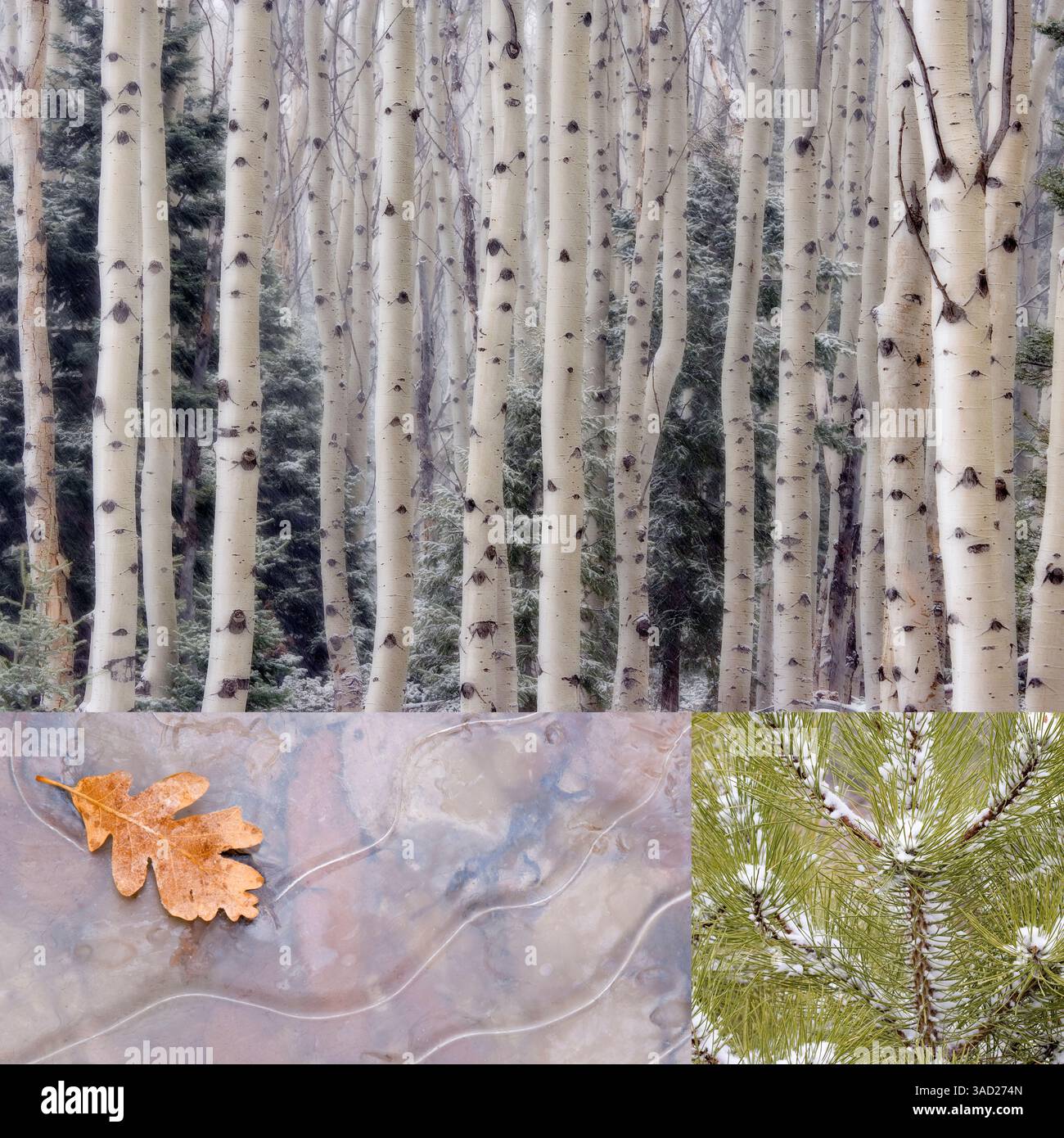 Stati Uniti, Stato di Washington, Seabeck. Collage di scene invernali. ©Don Paulson / Jaynes Gallery / DanitaDelimont.com Foto Stock