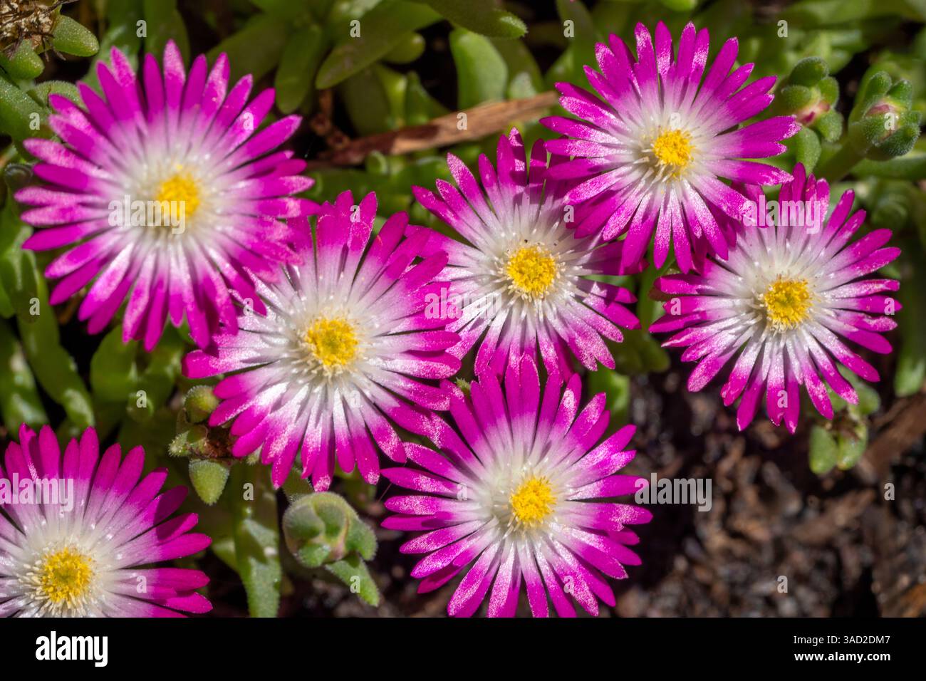 Issaquah, Stato di Washington, Stati Uniti. Gruppo di fiori di piante ghiacciate Jewel of Desert Amethyst. Foto Stock