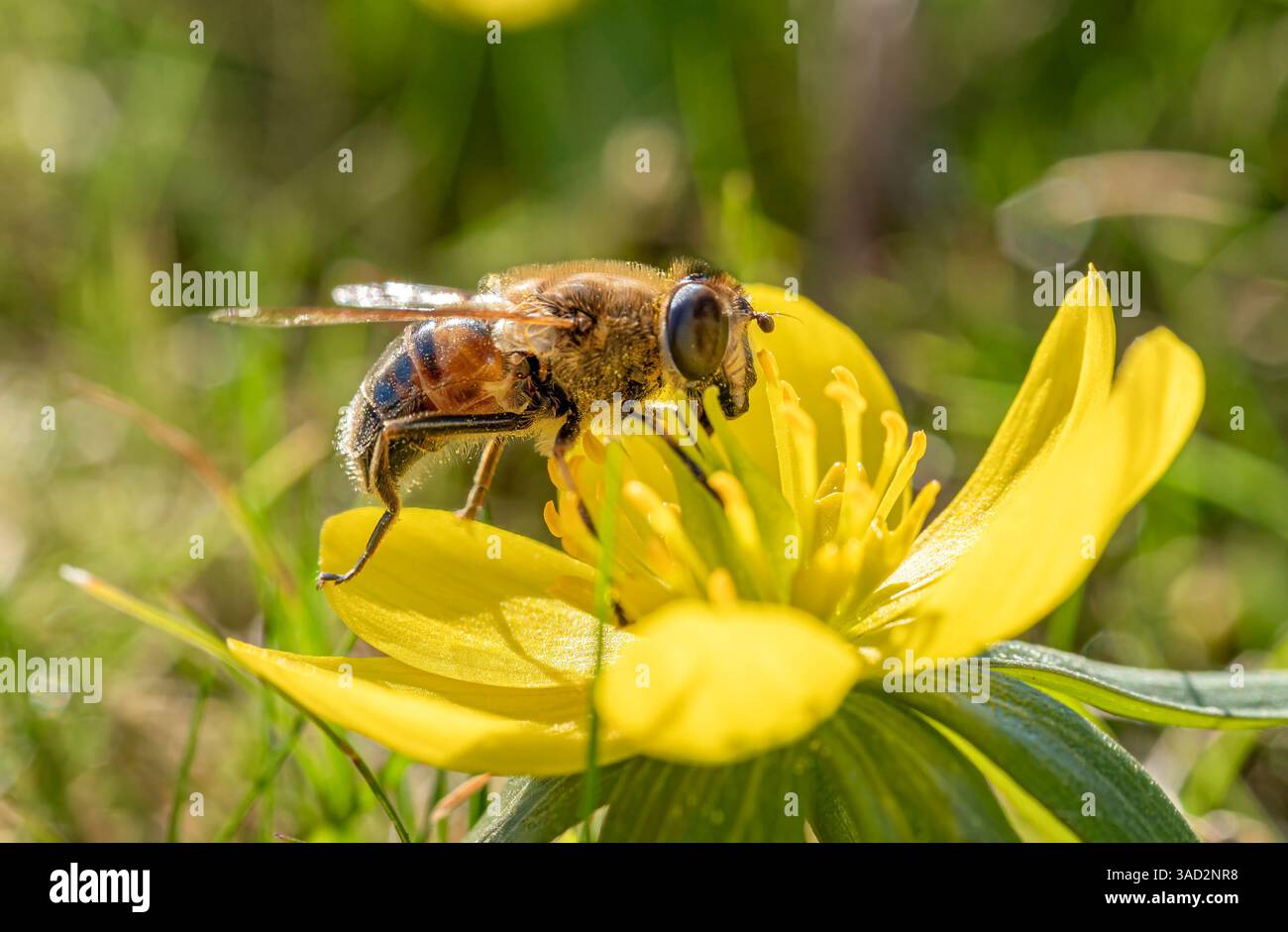 Api selvatiche (Apoidea) che raccolgono nettare in un fiore giallo, svernamento (Eranthis), primavera, Baviera, Germania, Europa Foto Stock