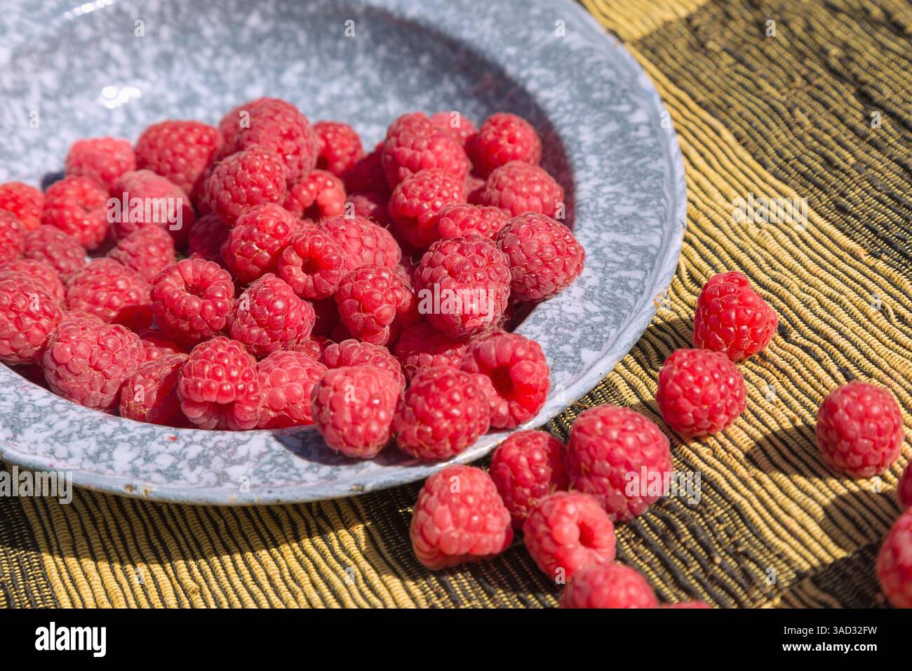 Lamponi, Rubus idaeus, su piatto e portapaziente Foto Stock