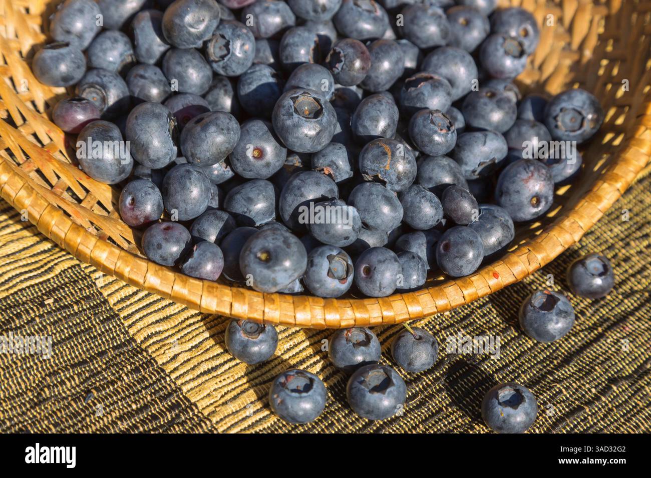 Mirtilli, Vaccinium myrtillus, in una ciotola di vimini e su un corridore da tavolo Foto Stock Mirtilli, Vaccinium myrtillus, in una ciotola di vimini e su un corridore da tavolo Foto Stock
