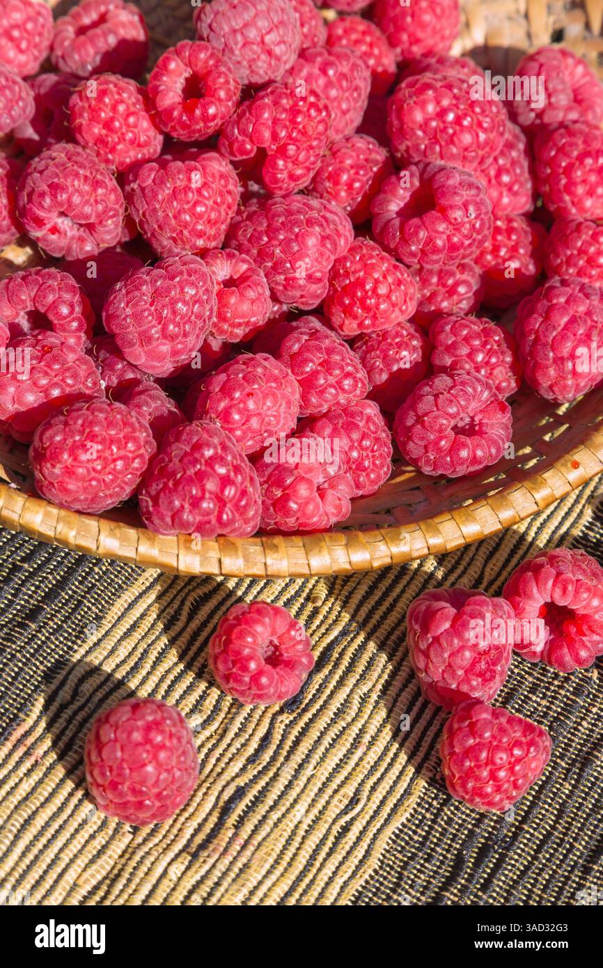 Lamponi, Rubus idaeus, in una ciotola di vimini e su un corridore da tavolo Foto Stock