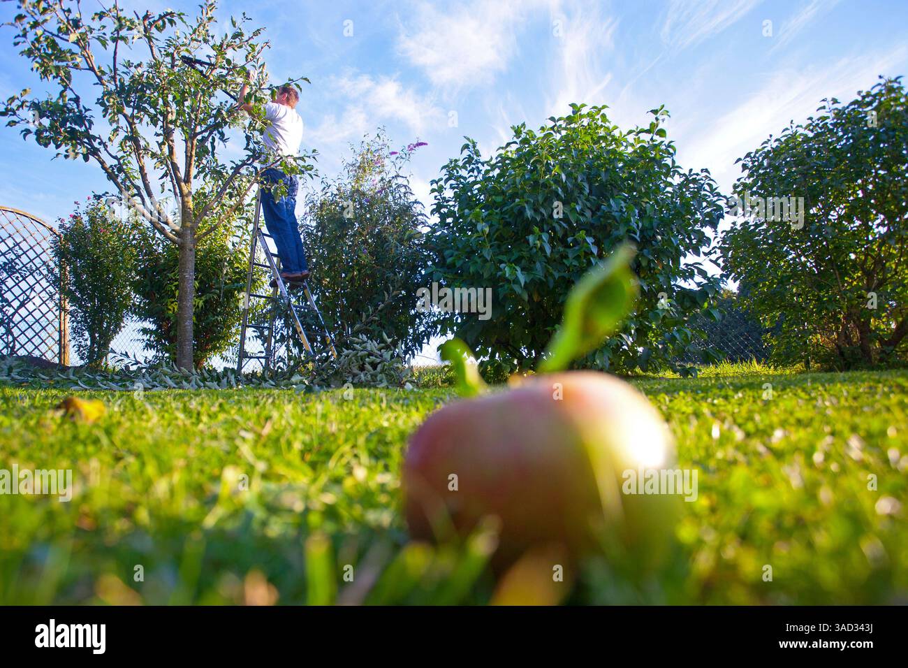 Autunno, potatura di meli, uomo su scala con cesoie per potatura su melo, melo da frutto caduto nel prato Foto Stock