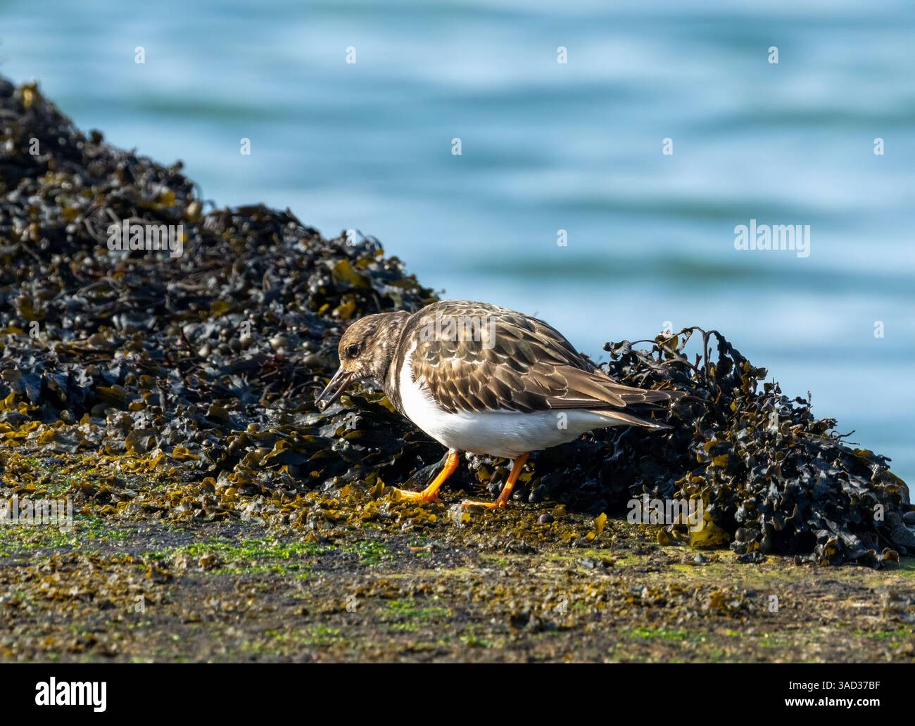 Turnstone, piccolo uccello da guado, che va a mangiare tra le alghe Foto Stock