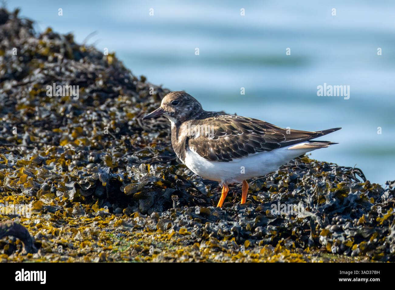 Turnstone, piccolo uccello da guado, che va a mangiare tra le alghe Foto Stock