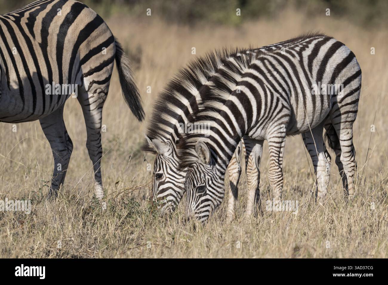 Zebre di steppa (Equus quagga) che mangiano erba di steppa, Mahango-area, Bwabwate National Park, Caprivi, Zambesi Region Namibia Foto Stock