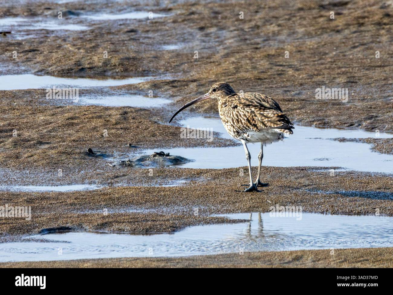 Curlew, grande uccello da guado, che si allena per il cibo con la bassa marea nelle pianure fangose Foto Stock