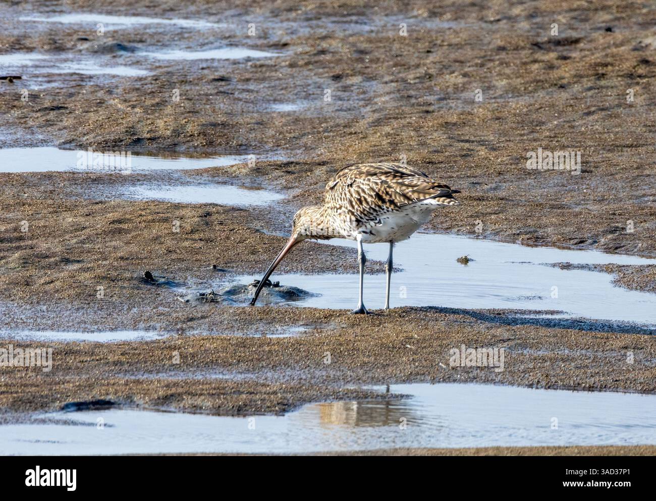 Curlew, grande uccello da guado, che si allena per il cibo con la bassa marea nelle pianure fangose Foto Stock