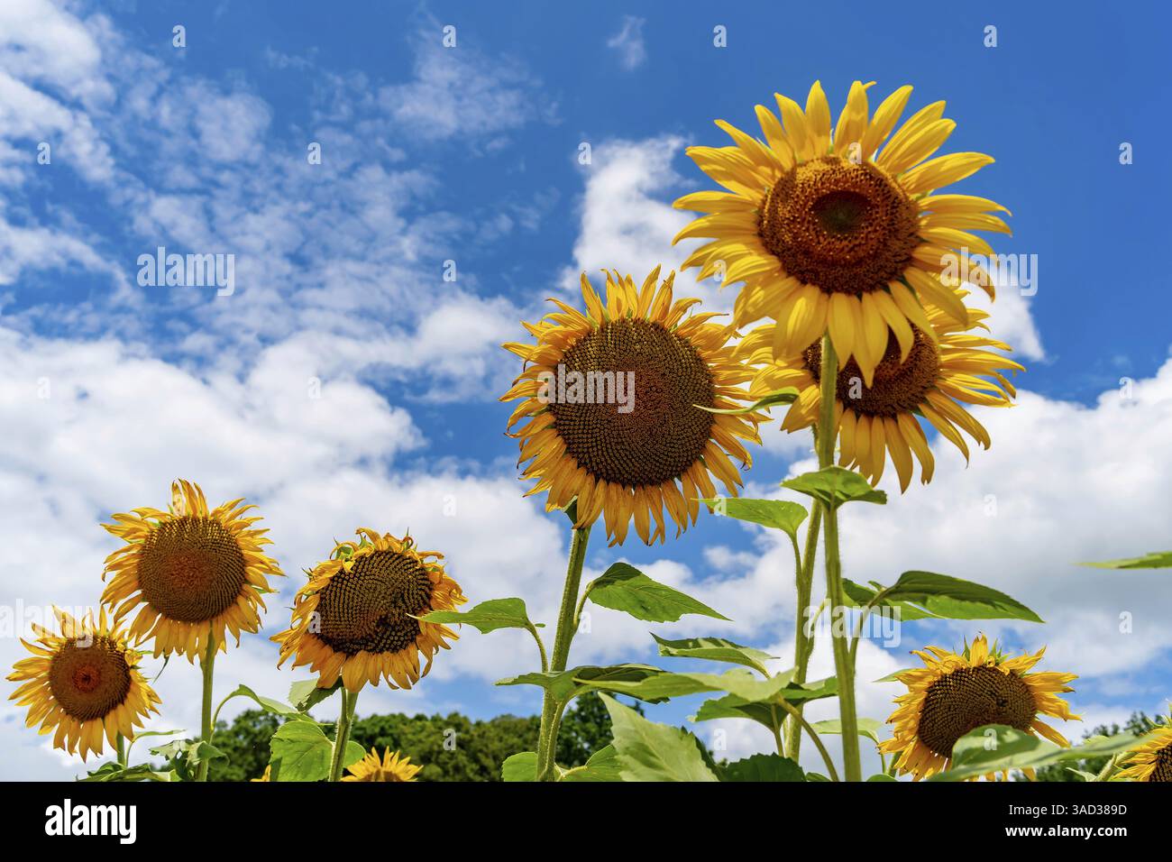 Un vasto campo di girasoli dorati ondeggia dolcemente nella calda brezza estiva e le loro teste luminose si rivolgono verso il cielo. Morbide nuvole bianche si snodano lungo la b Foto Stock