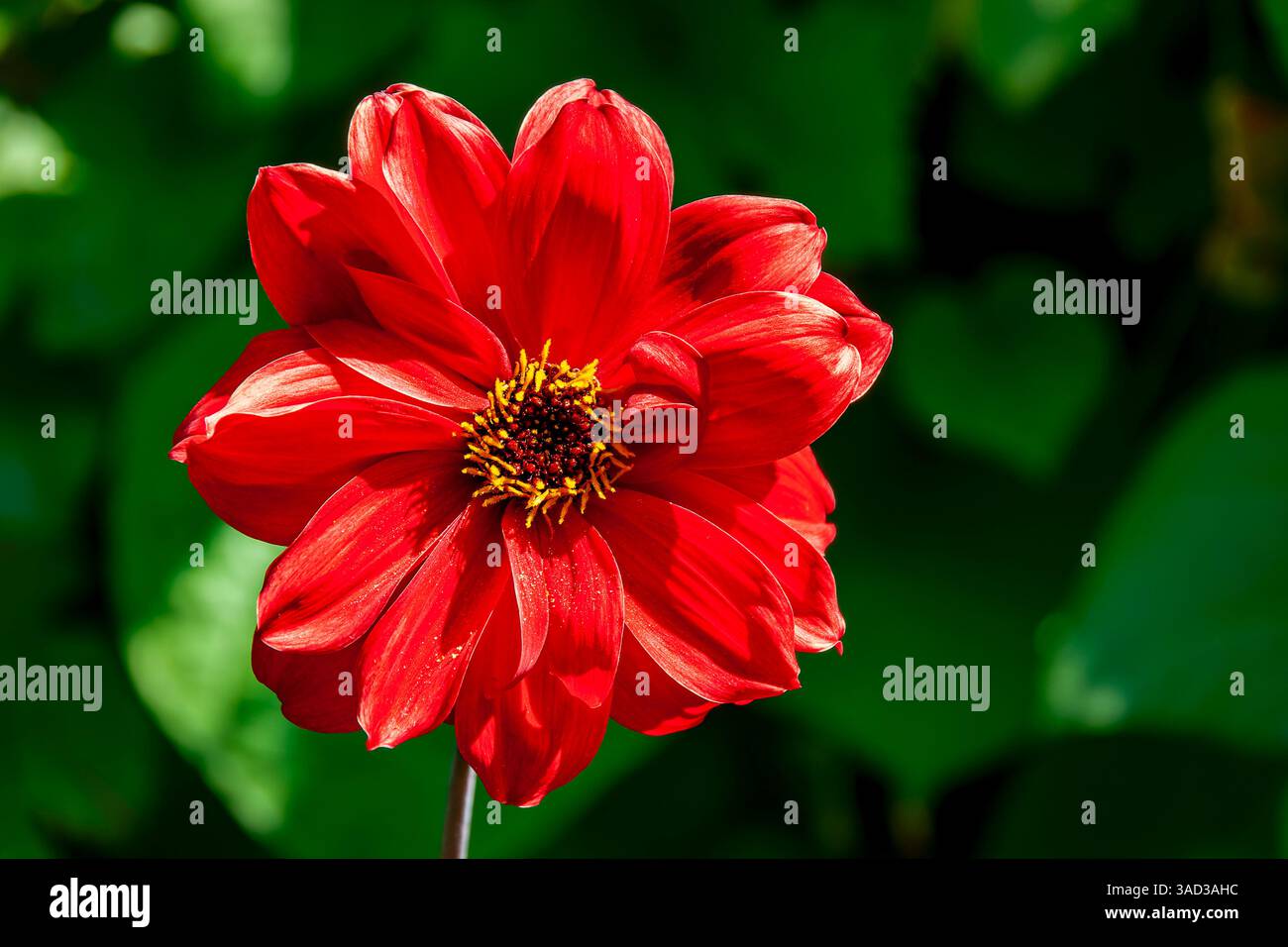 dahlia rossa, fiore da giardino, fiore tagliato Foto Stock