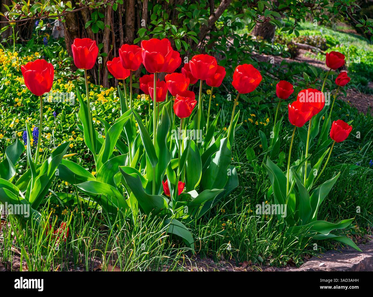 Tulipani rossi, fiori primaverili, fiori da giardino, primavera, primavera, tulipa, famiglia dei gigli, Liliaceae. Foto Stock