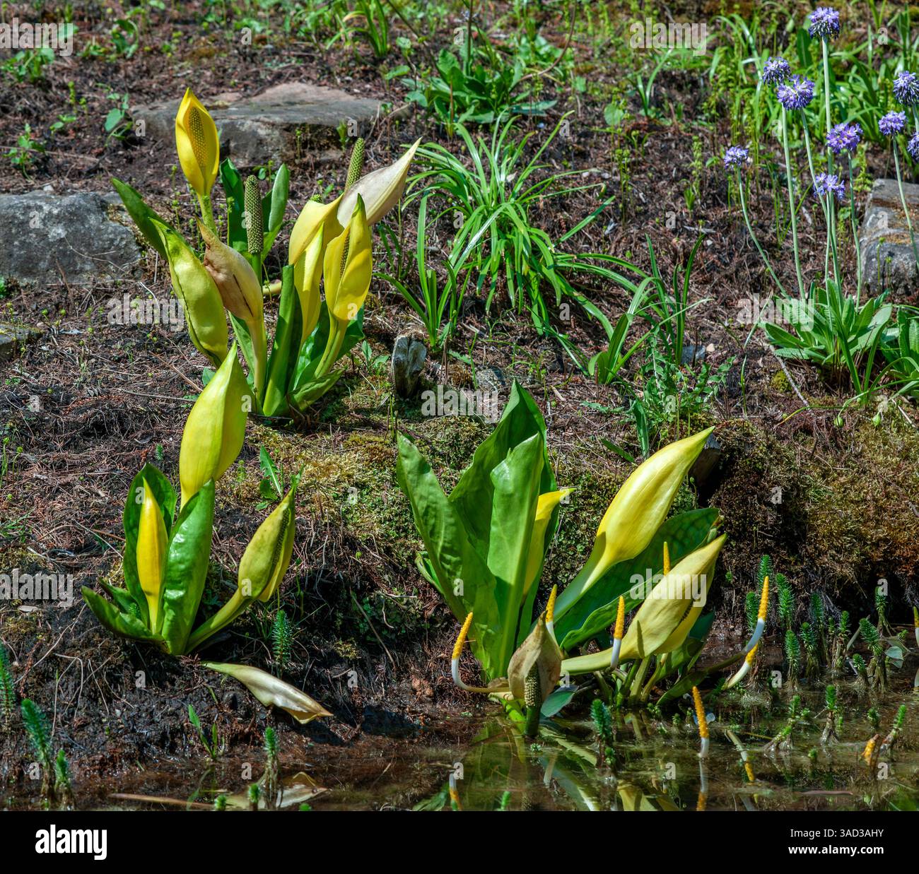 Germania, Baden-Württemberg, Tübingen, cavolo giallo, Lysichiton americanus Foto Stock