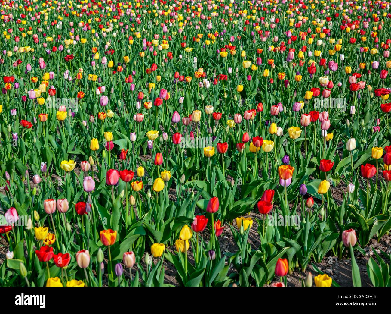 Germania, Baden-Württemberg, Tübingen, tulipani, tulipani, tagliate i fiori da soli Foto Stock