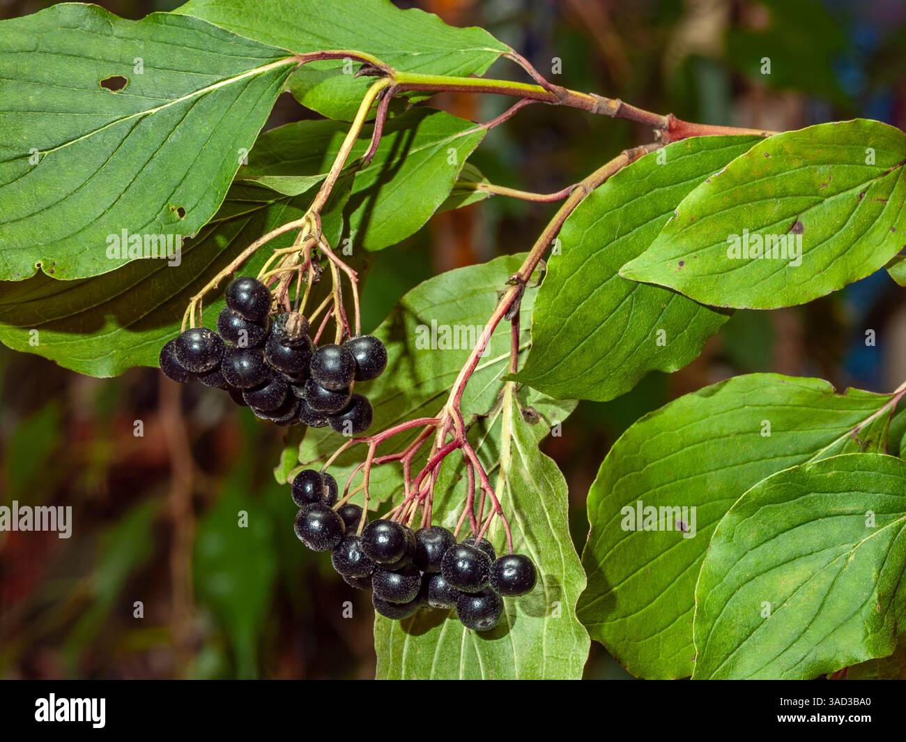 Drupe simili a bacche nere del pino rosso. Foto Stock
