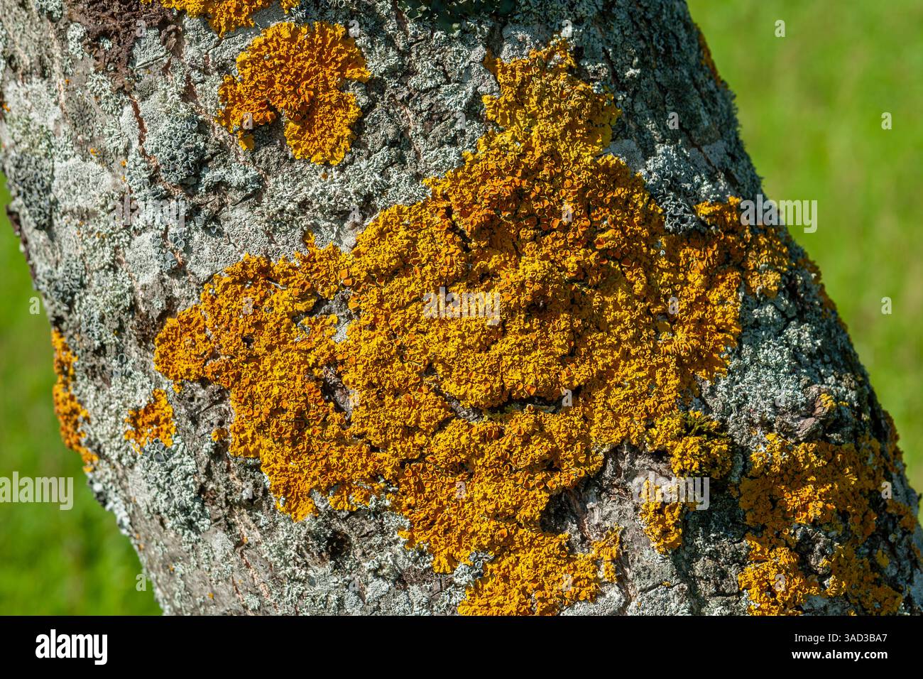 Lichene giallo comune, Xanthoria parietina Foto Stock