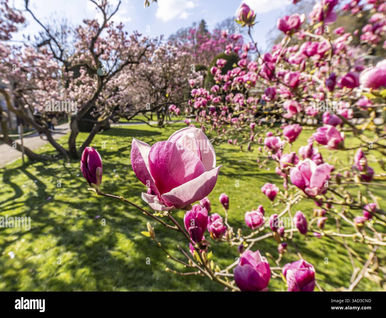 Gli alberi fioriscono in primavera. Le magnolie (Magnolia) fioriscono di fiori bianchi, viola e rosa. Stoccarda, Baden-Wuerttemberg, Germania, Europa Foto Stock