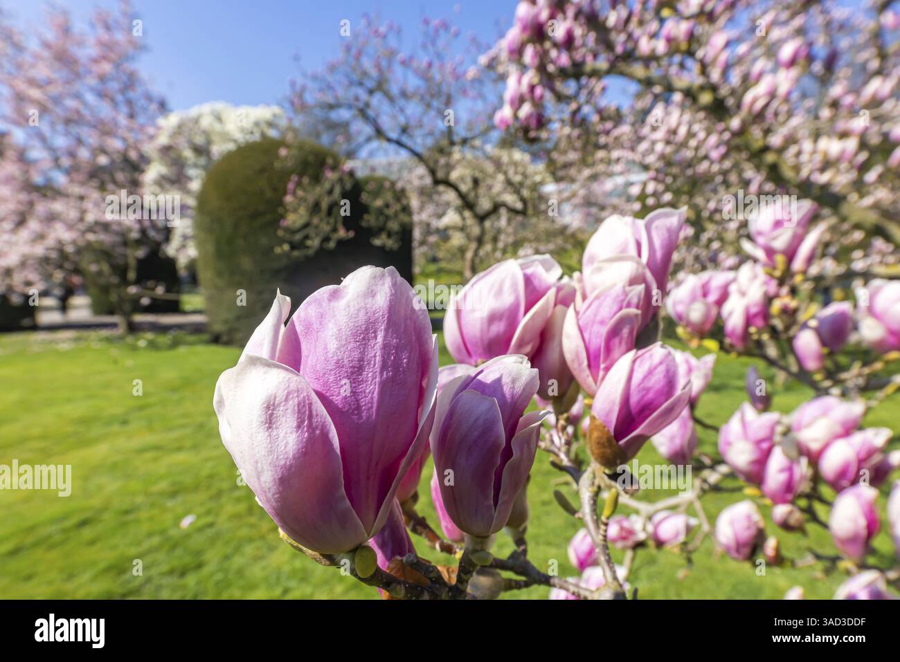 Gli alberi fioriscono in primavera. Le magnolie (Magnolia) fioriscono di fiori bianchi, viola e rosa. Stoccarda, Baden-Wuerttemberg, Germania, Europa Foto Stock
