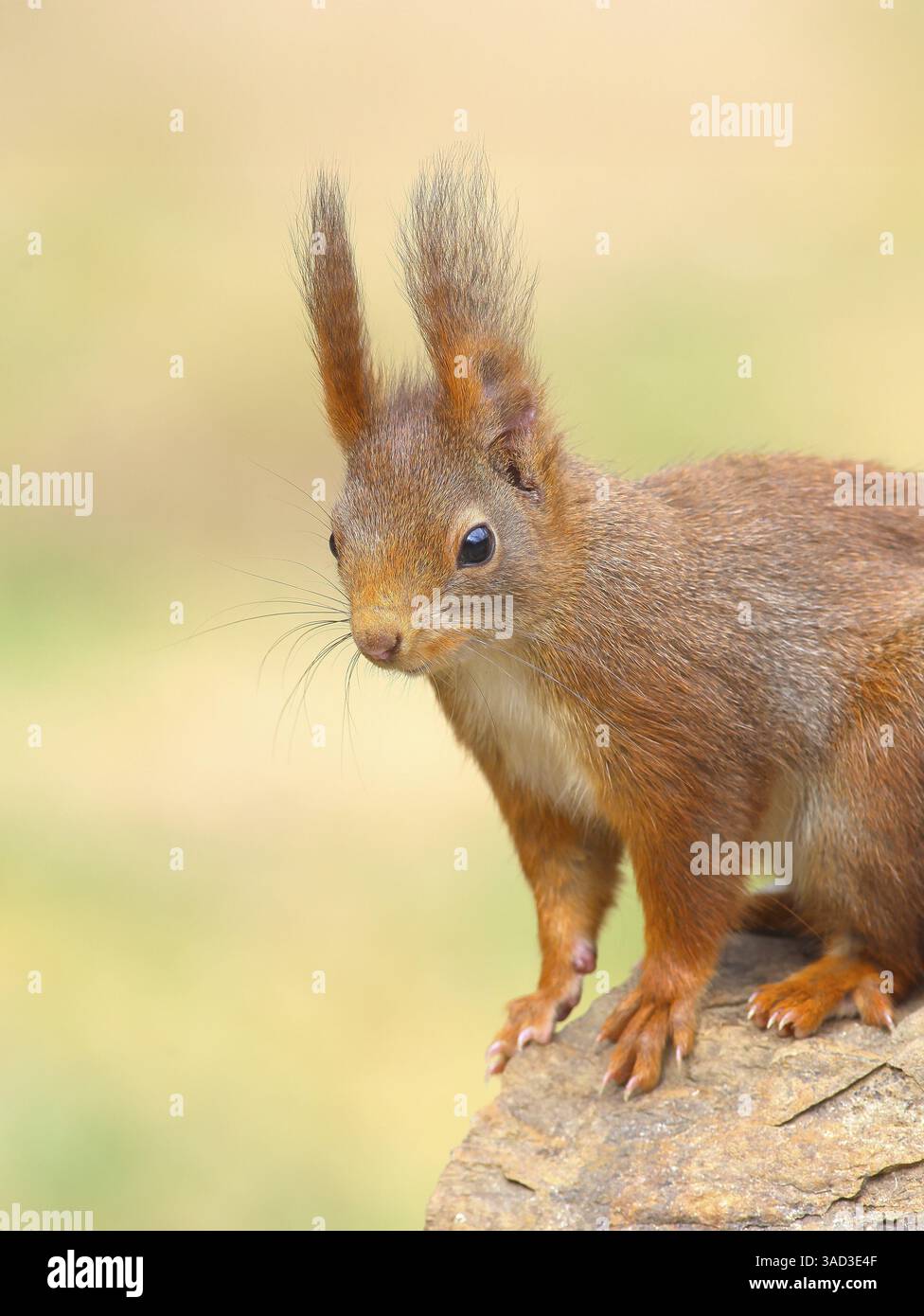 Scoiattolo (Sciurus vulgaris), morfo scuro, animale adulto, ritratto della testa, fauna selvatica, animali, mammiferi, roditori, Siegerland, Renania settentrionale-Vestfalia, Germania, Foto Stock