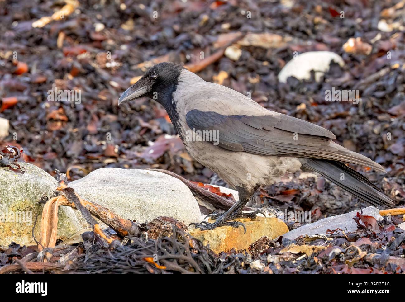 Uccello corvido incappucciato in cerca di cibo tra le rocce e le alghe Foto Stock